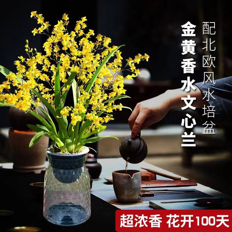 带多花苞浓香梦香文心兰跳舞兰年宵花开花香好养可水培室内花卉苗
