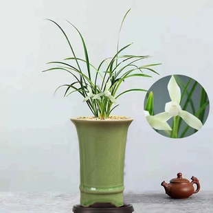 青梅盆种好【雪影】白雪公主带花苞室内外兰花苗好养易活绿植盆栽