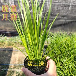 黄金胧月菖蒲盆景草水培苗虎须小叶艾草水生鱼缸造景新鲜室外绿植