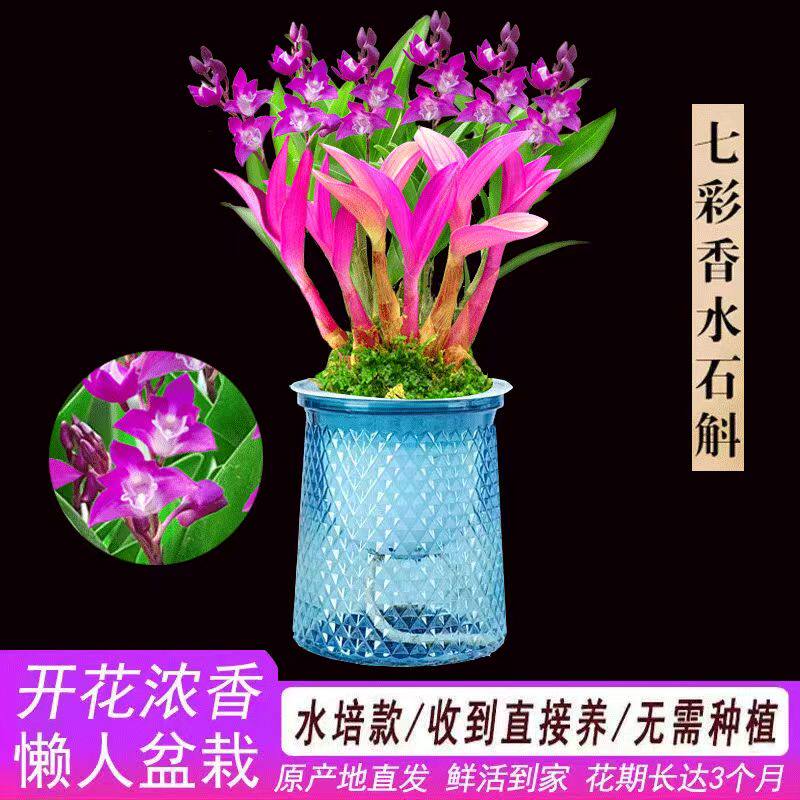 高质量七彩香水石斛水培花卉兰花四季开花桌面办公卧室盆栽客厅