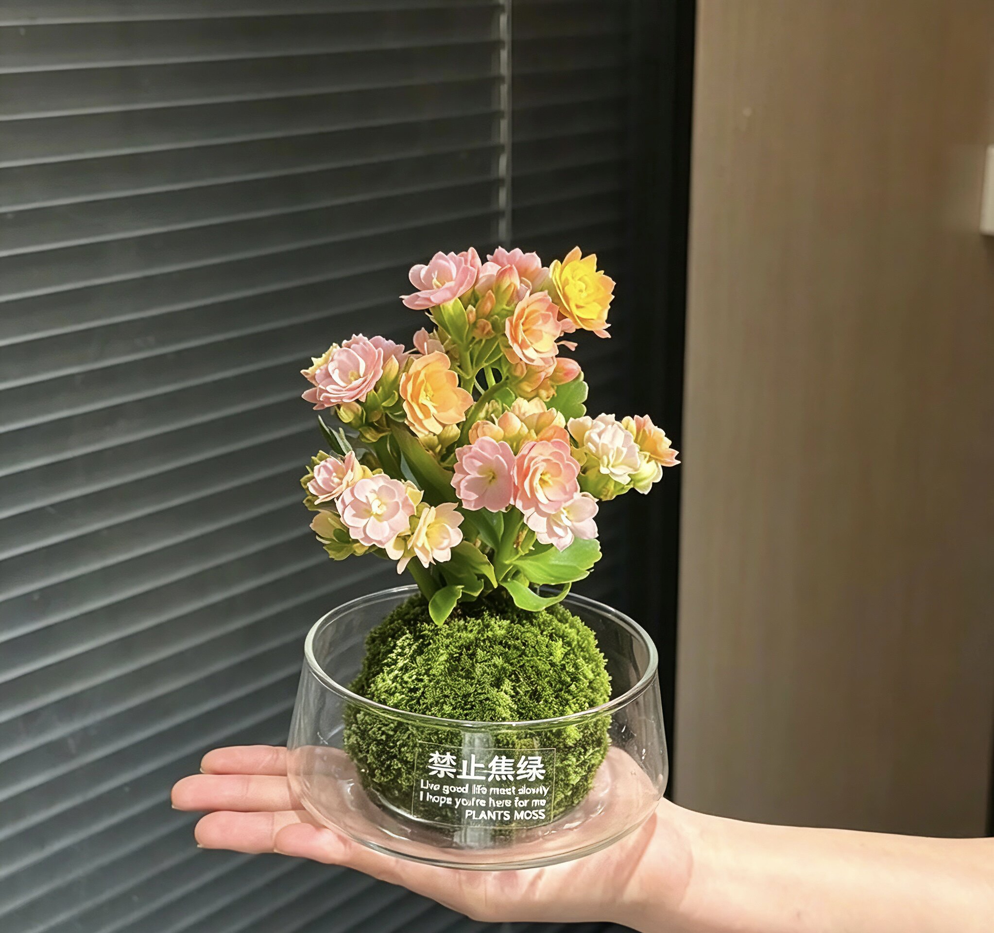 彩虹糖长寿花缤纷多彩花的花苞开花多肉植物阳台好养绿植花卉盆栽