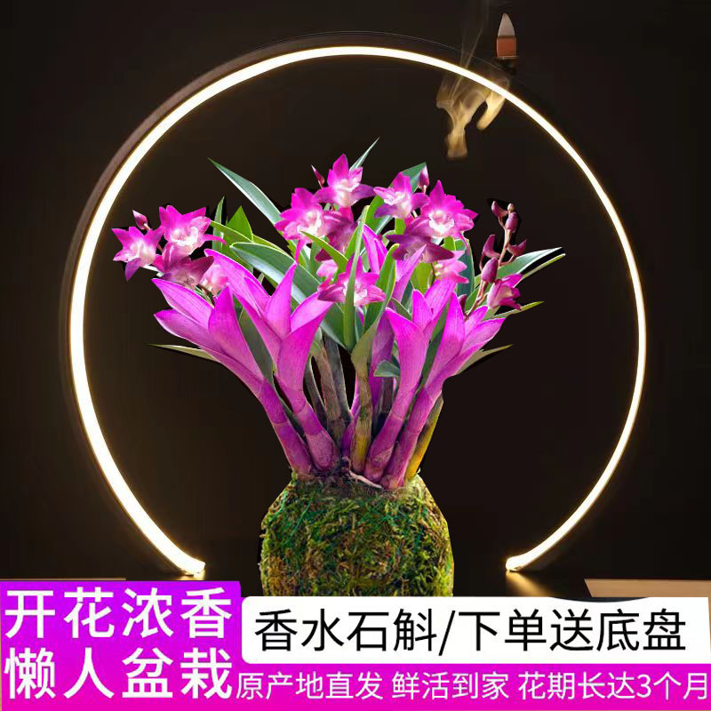 新品七彩香水石斛兰冬带花苞水培开花浓香室内桌面绿植盆栽花卉