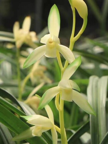 兰花苗 白玉青山 建兰四季兰浓香兰花带花苞绿植物花卉盆栽客厅