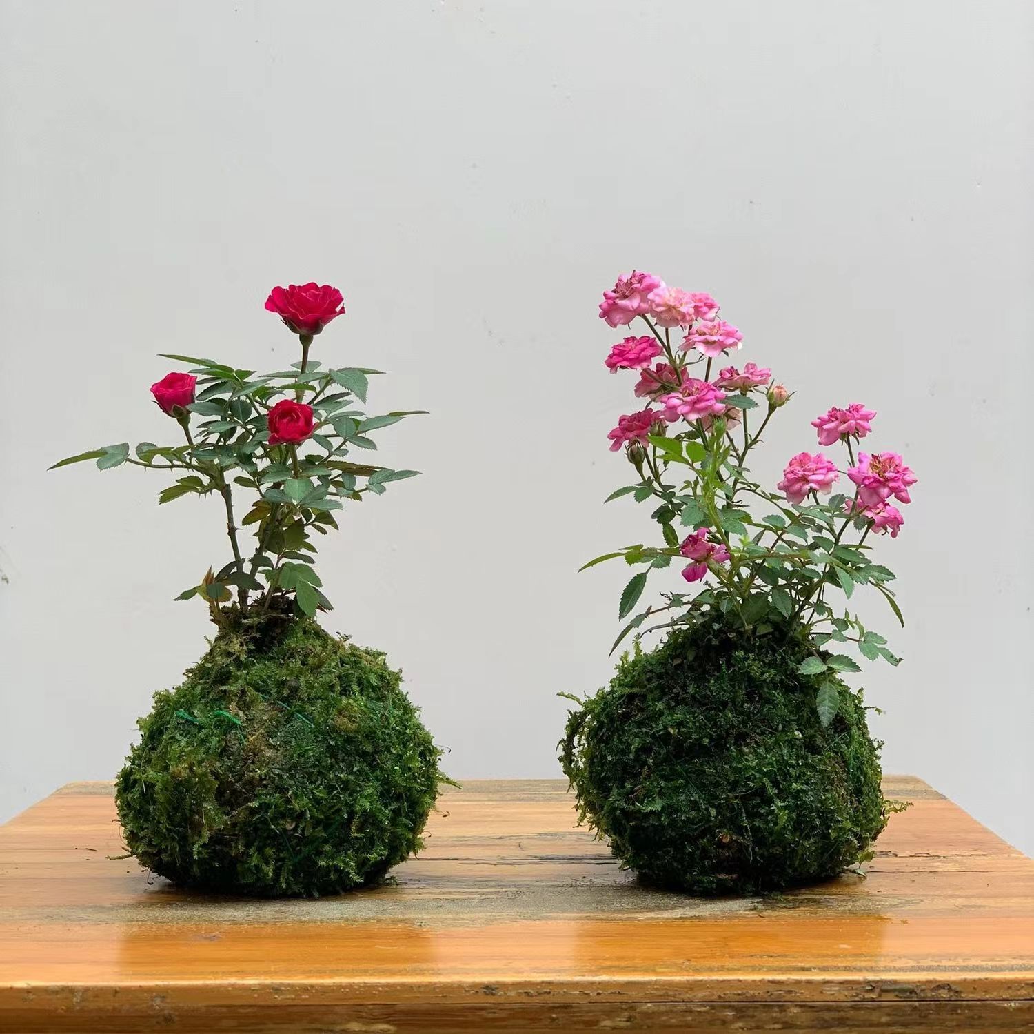 带花四季开花迷你超微型月季