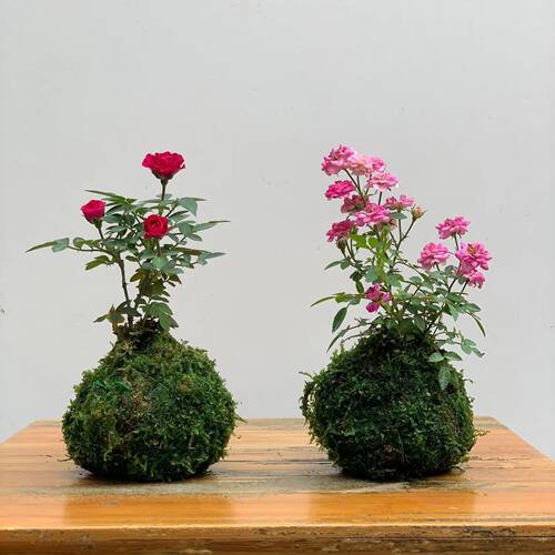 带花四季开花迷你超微型月季