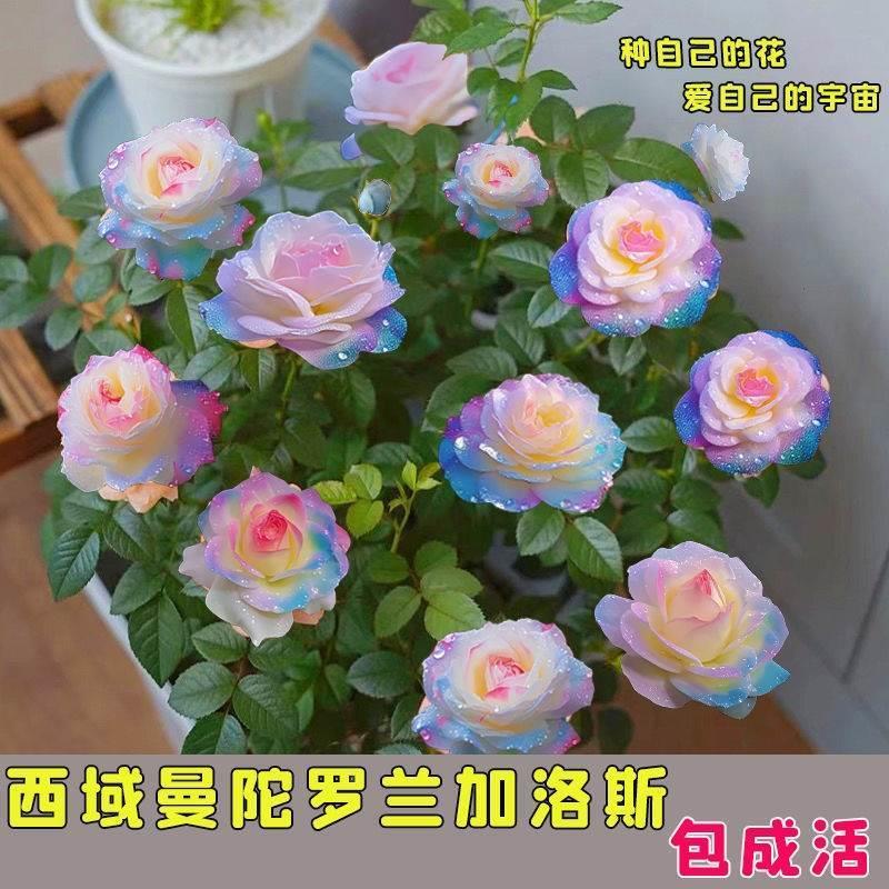 浓香型四季开花新款玫瑰花苗盆栽花卉室内外观花月季