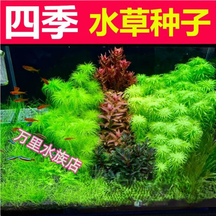 鱼缸水草种子生态玻璃瓶造景套餐植物种籽孑水培阴性真草盆栽装饰
