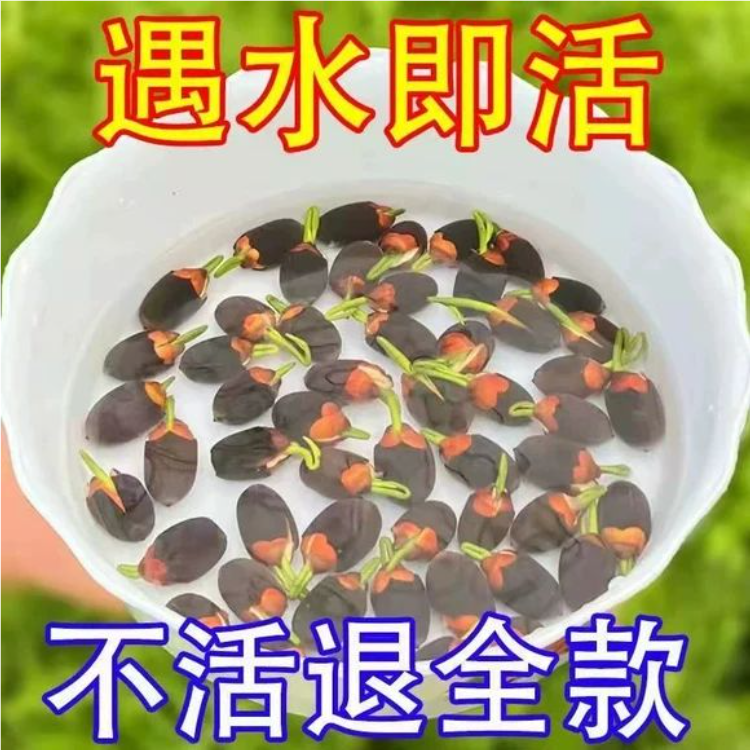 水培碗莲种子四季睡莲荷花水养植物种藕缸养盆栽铜钱草花卉种籽孑