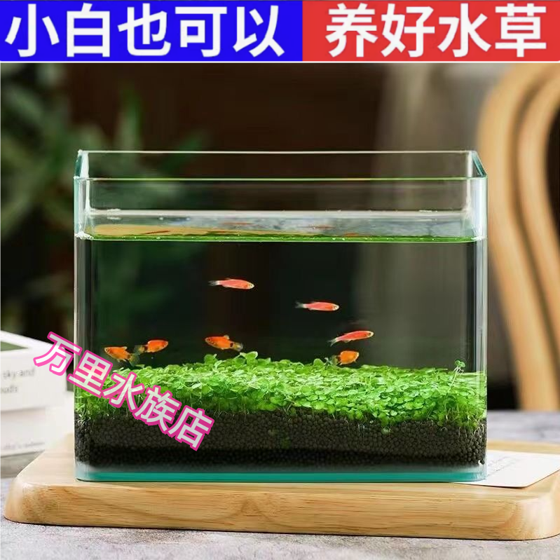 泰国斗鱼适用鱼生态玻璃缸创意客厅家用桌面小型水草种子造景全套