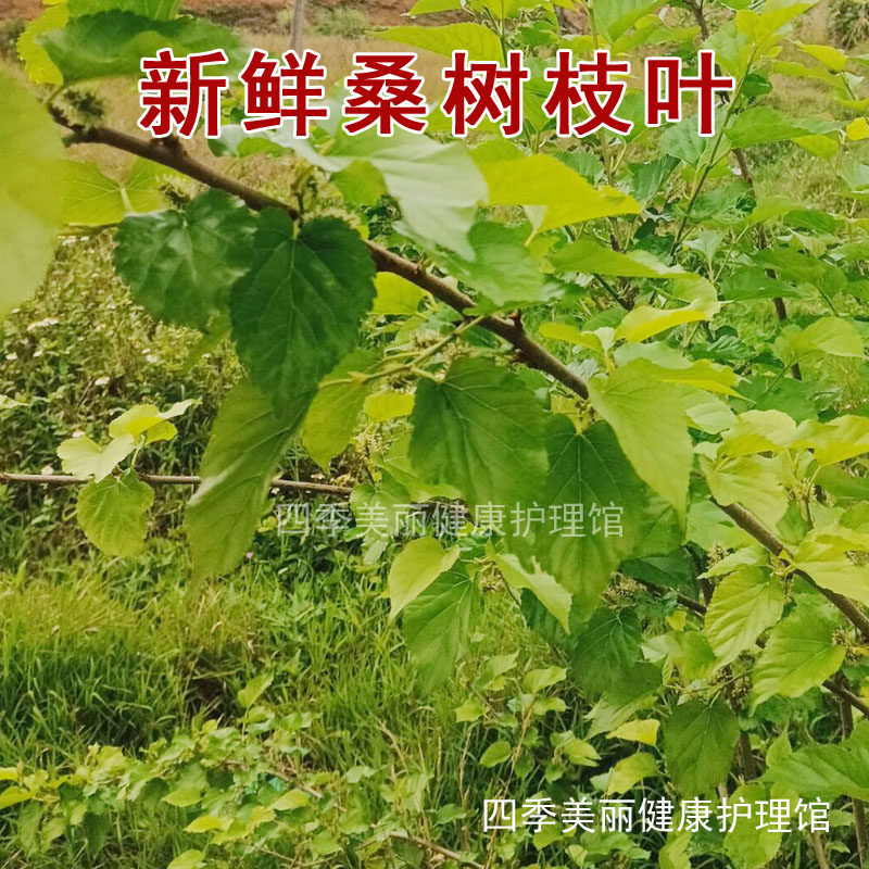 新鲜桑树枝叶 家桑 荆桑 桑葚