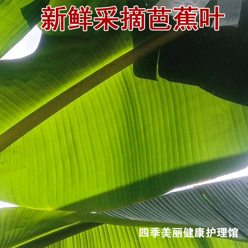 广东五岭山新鲜采摘芭蕉叶巴蕉叶做糍粑粽子糕点傣式包烧摆盘烤鸡