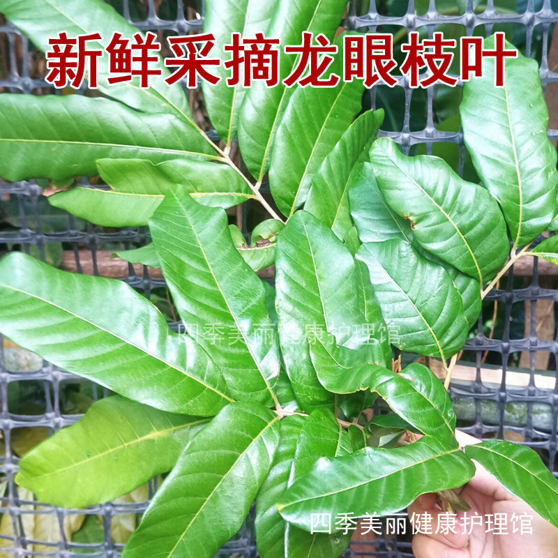 龙眼树枝叶新鲜采摘 桂圆树叶图片