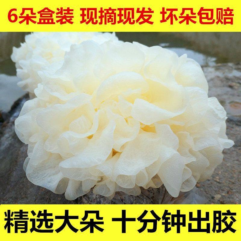 【现摘现发】正宗古田新鲜银耳6朵盒装活鲜白木耳雪耳糯耳莲子羹