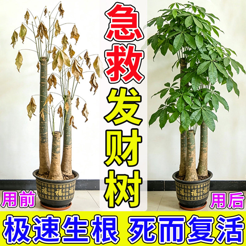 发财树急救复活液爆芽素发芽液专用营养液叶子发黄掉叶叶斑病专用