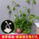 tool vine Green green climbing mounted fixator wall plant