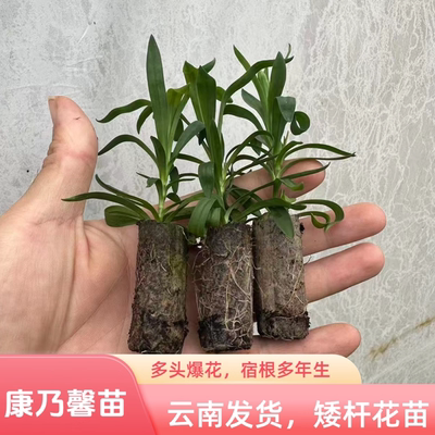 云南矮杆多头重瓣康乃馨花苗多年生石竹庭院盆栽耐寒绿植母亲花卉