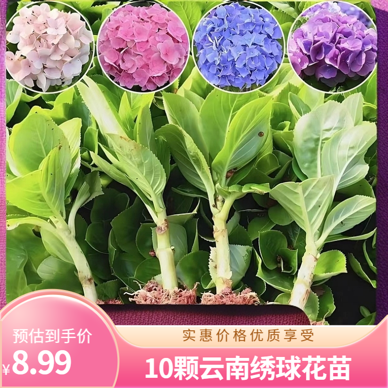 云南绣球花苗开花机器小苗易成活耐寒耐热庭院盆栽花卉无尽夏八仙,鲜花速递/花卉仿真/绿植园艺,时令草本花卉,淘宝优惠券,粉丝福利购,淘宝优惠卷