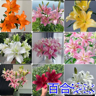 云南发货香水百合花苗好养易活室内盆栽室外庭院花植物浓香多年生