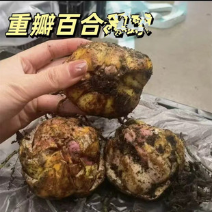 云南发货香水百合花苗好养易活室内盆栽室外庭院花植物浓香多年生