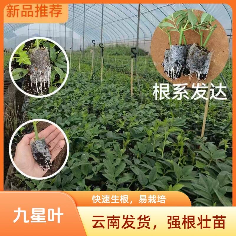 新款九星叶苗小苗无纺布袋苗云南基地直发盆栽绿值花店专用品种图片