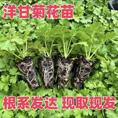 洋甘菊花苗盆栽多年生耐寒耐热阳台庭院花园组合开花机器植物花卉