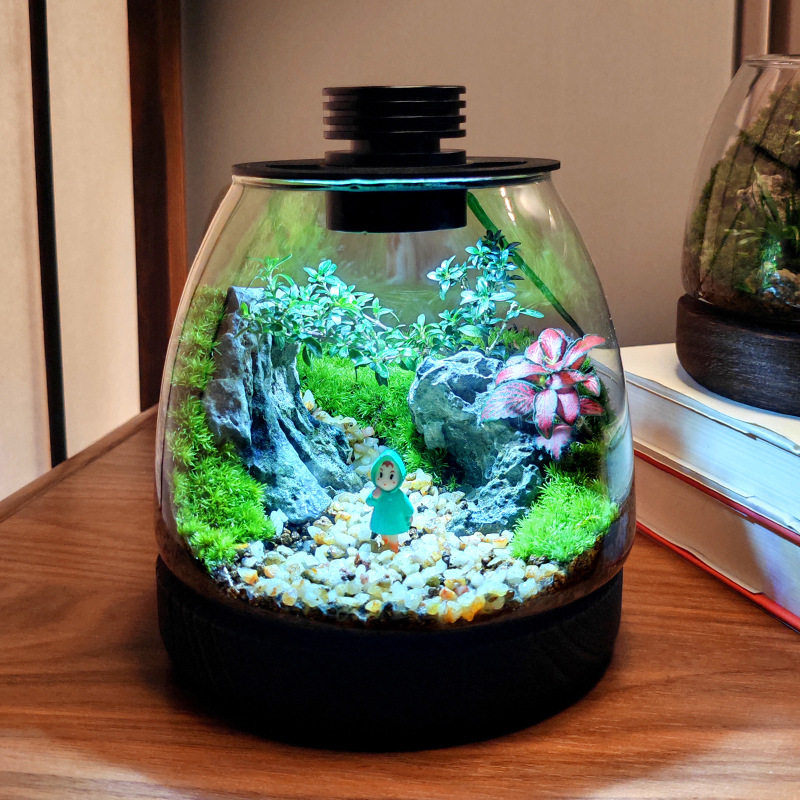 可爱桌面苔藓植物景观闷养瓶微景观微观生态瓶盆栽盆景造景成品