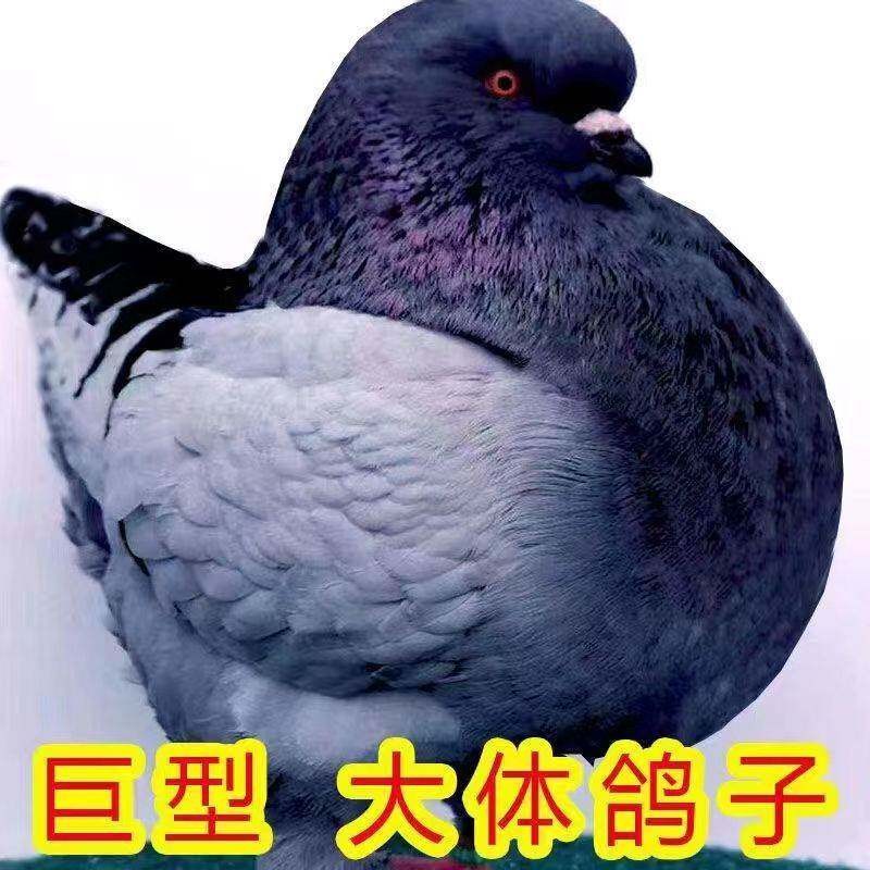 正宗特大体元宝鸽子一公一母纯种鸟