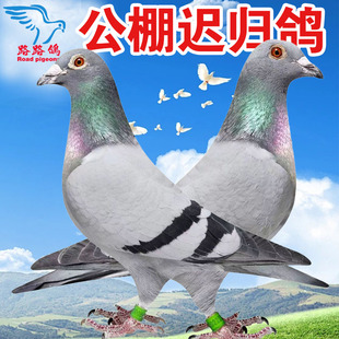 瓦灰千里鴿子種鴿賽鴿純正血統奶酪吳淞遲歸鴿一對 信鴿