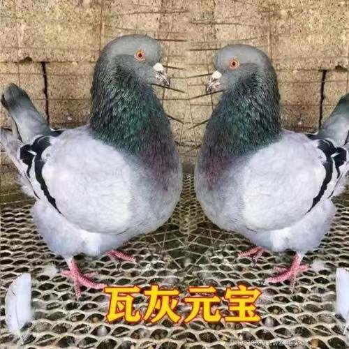 大体元宝鸽子特大活物一对种鸽活鸟