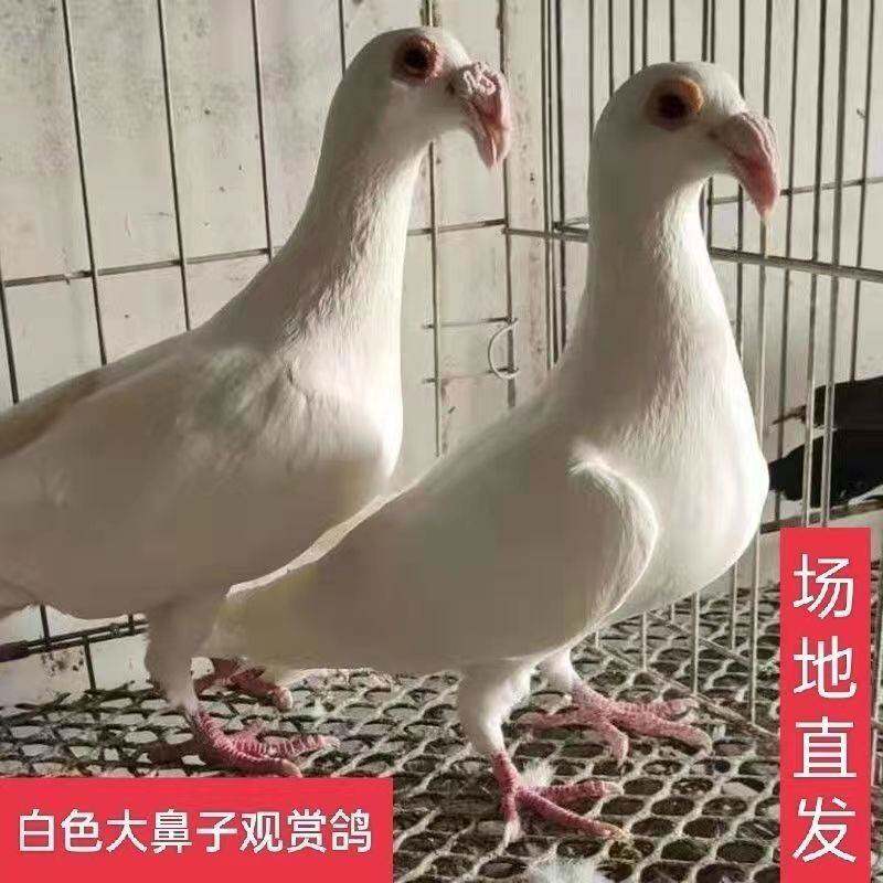 大鼻子观赏鸽大鼻子鸽白色大鼻子鸽子活体一对