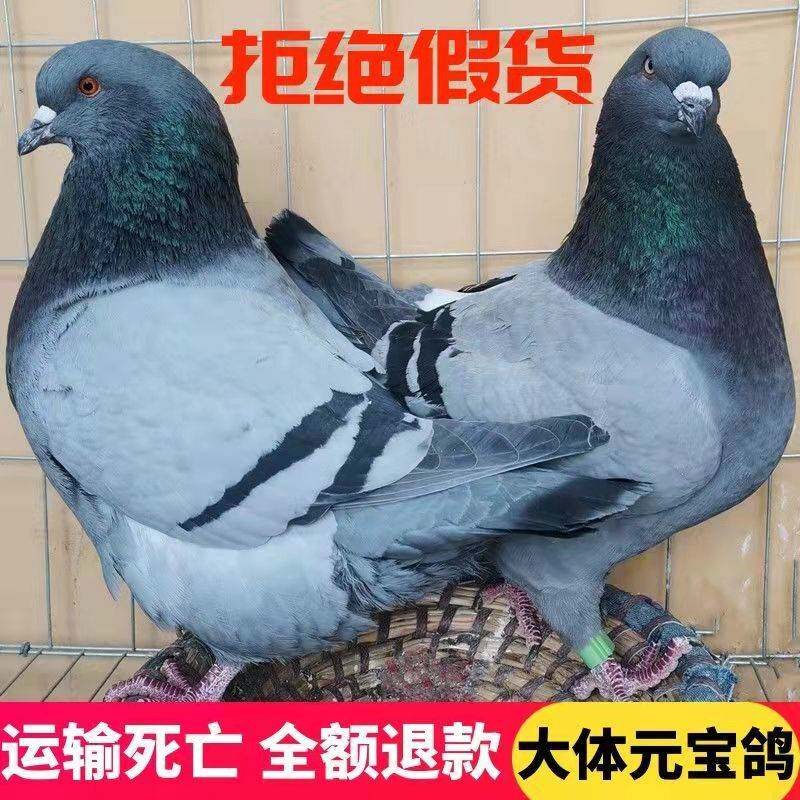 大体元宝鸽一对公一母下蛋鸽子鸽鸟