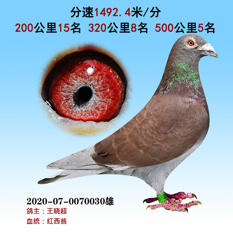 信鸽成绩鸽名家鸽特比环成绩鸽公棚成绩鸽比赛信鸽吴淞李鸟信鸽3
