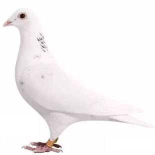 詹森鸽子大鼻子信鸽公棚活的吴淞圆环信鸽成绩鸽子血统鸽子杨阿腾