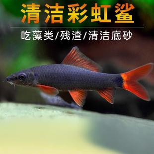 包邮 彩虹鲨清道夫清洁鱼小型鱼金鱼观赏鱼新手灯科鱼 热带鱼淡水鱼