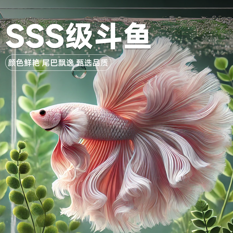 泰国斗鱼活鱼斗鱼观赏鱼半月大耳将军狮王马糖果半月斗鱼大中小型