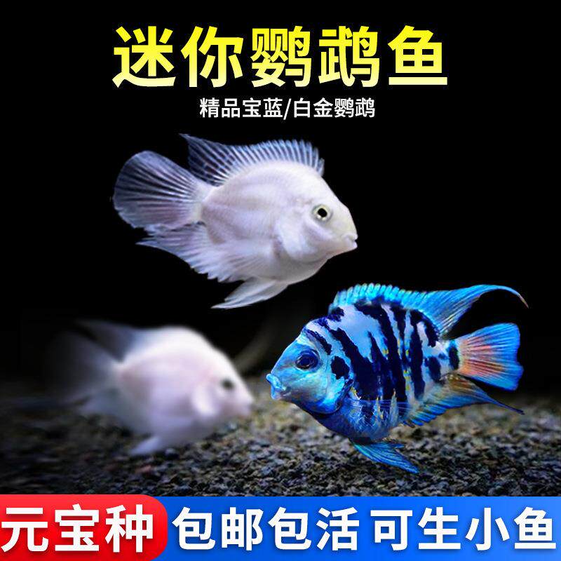 迷你鹦鹉鱼活体鱼观赏鱼小型淡水热带鱼苗宝蓝白金鹦鹉可繁殖种鱼