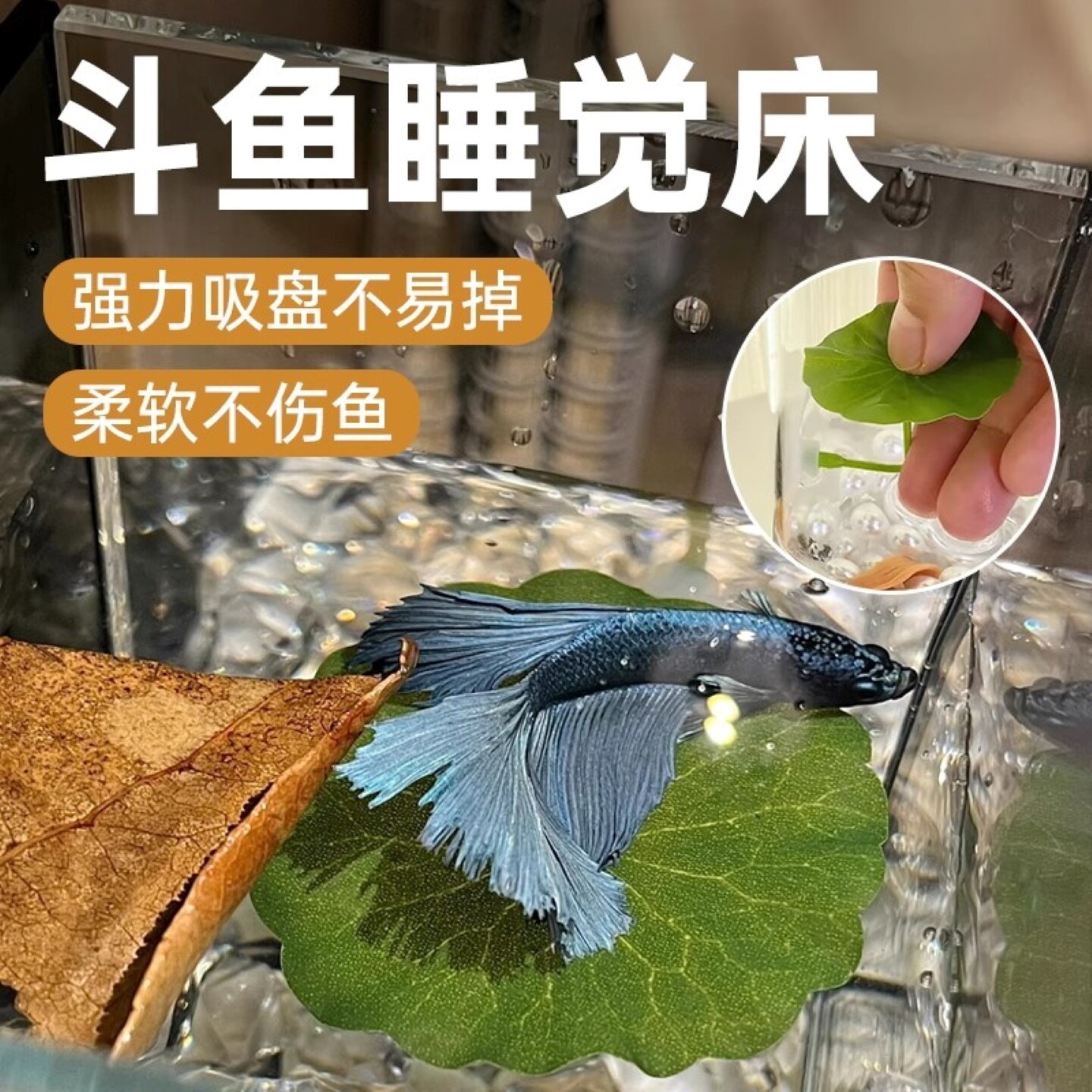 斗鱼睡觉床休息躲避叶小型观赏鱼缸造景摆件金波子贝壳产卵繁殖盘