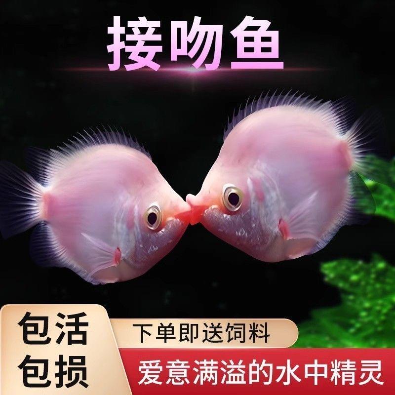 亲嘴鱼接吻鱼宠物热带鱼观赏鱼萌萌哒鱼耐活好养水族箱小型观赏鱼