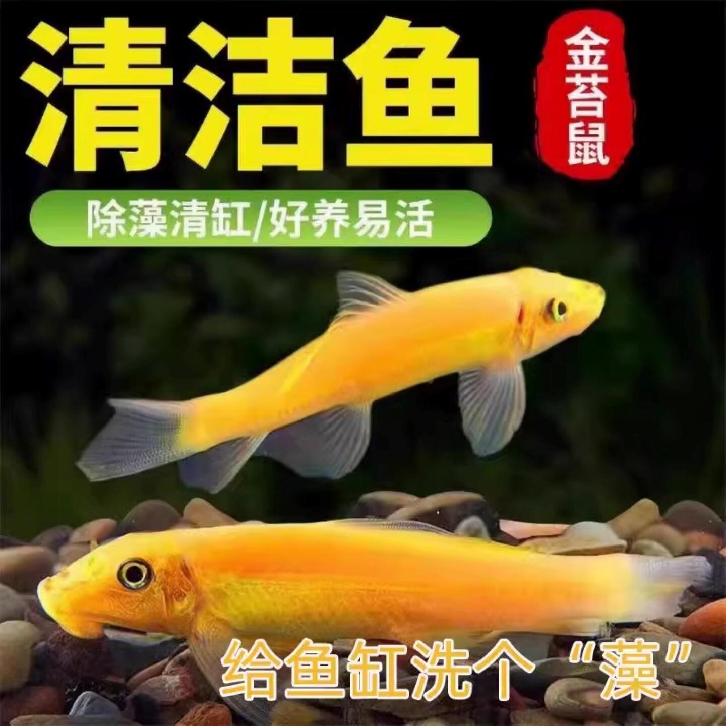 金苔鼠清洁鱼热带观赏鱼大号清道夫鱼缸除藻吃屎底栖清理洗工具鱼