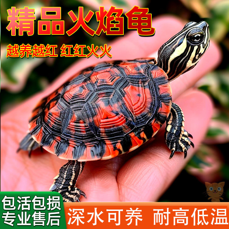 火焰龟深水家养冷水乌龟活物招财长寿龟小甜甜圈清洁龟观赏小宠物