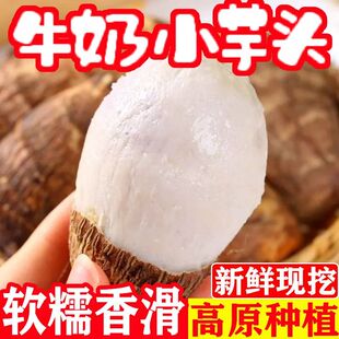 现挖贵州新鲜牛奶小芋头香糯高山芋艿小香芋批发蔬菜健康美食种子