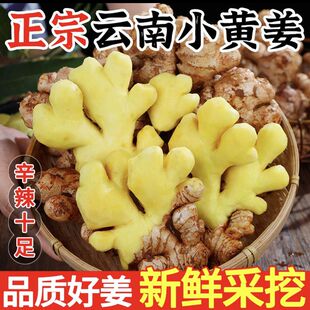 正宗云南小黄姜贵州新鲜生姜现挖当季健康蔬菜辛辣老姜种子便宜