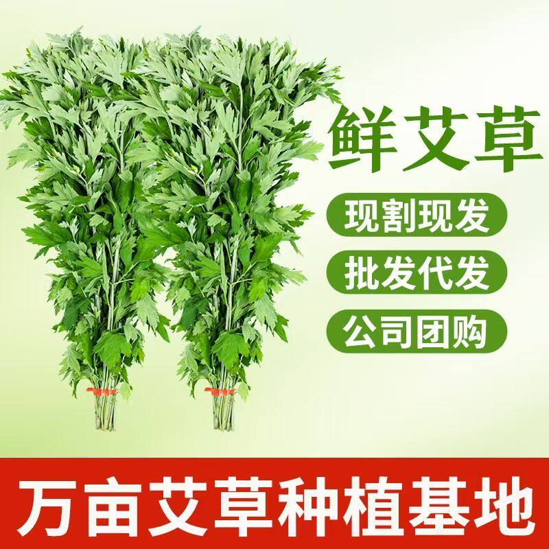 新鲜艾草鲜嫩野生艾叶泡脚艾叶