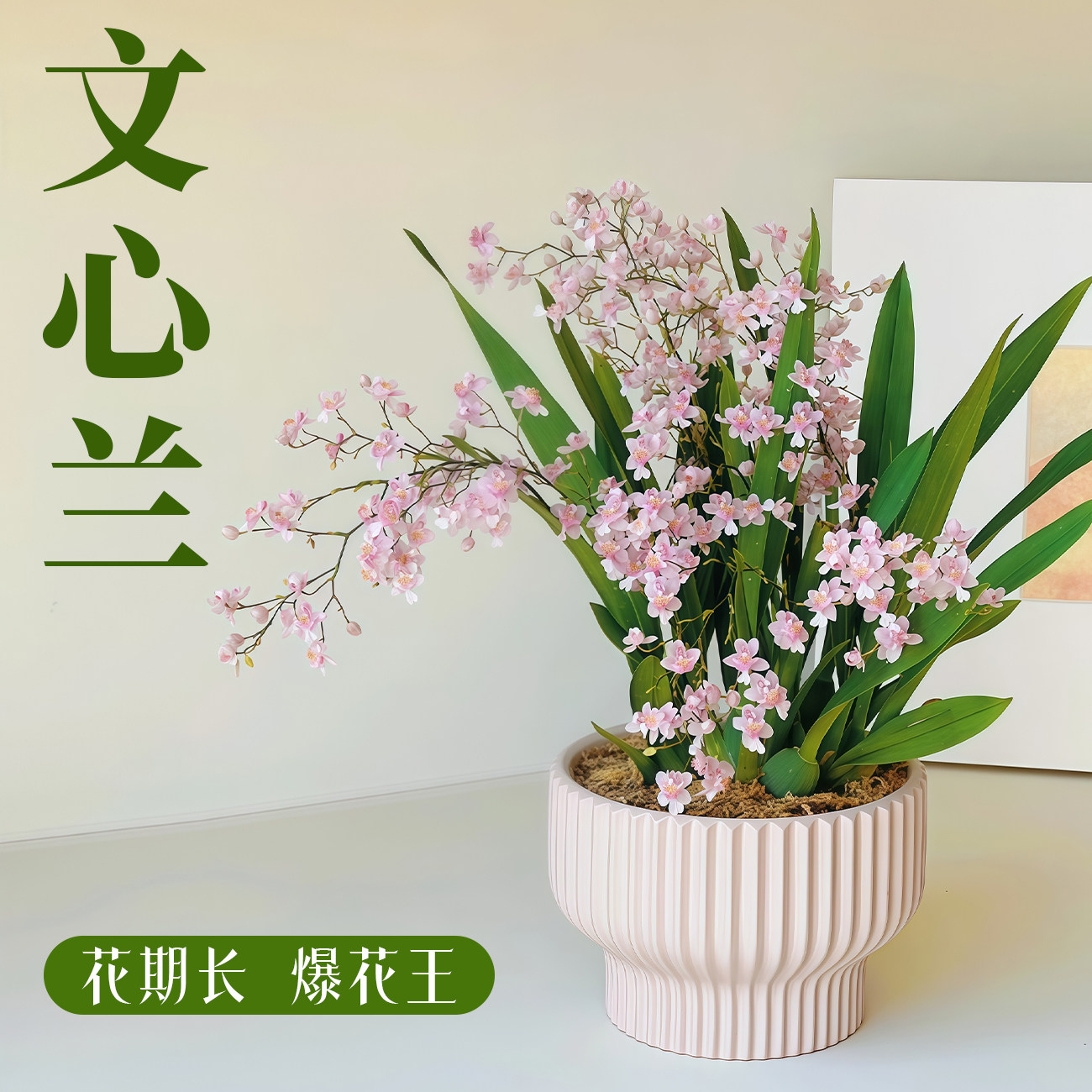 文心兰盆栽年宵花花期长爆花盆栽