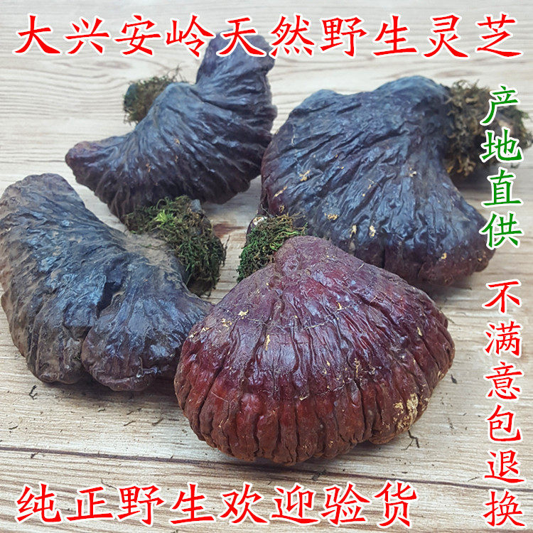 灵芝野生灵芝东北大兴安岭