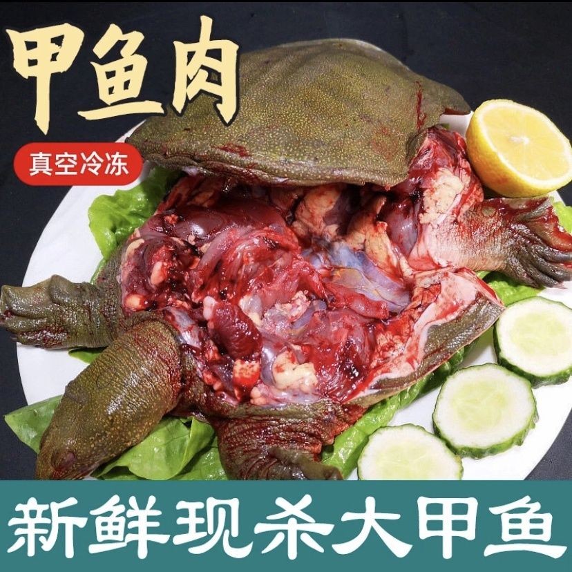 现杀老鳖滋补中华鳖甲鱼去膜去内脏切块鲜活食用鱼卤麻辣甲鱼王八 水产肉类/新鲜蔬果/熟食 甲鱼 原图主图