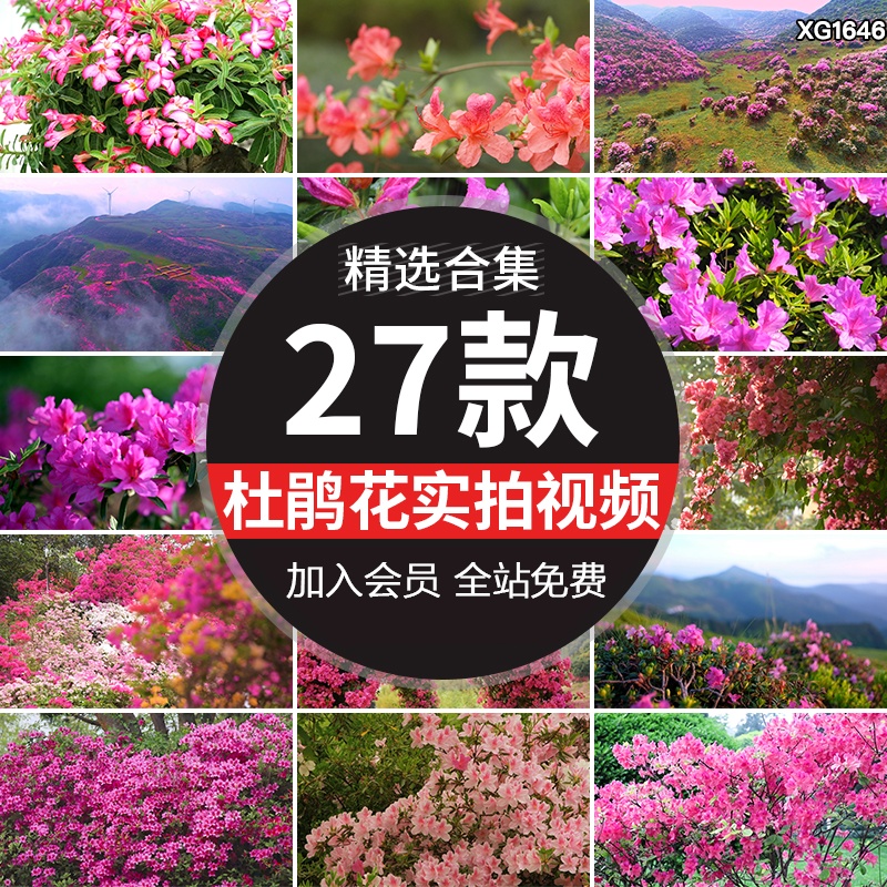 杜鹃花盛开漫山唯美春天花海春暖花开绽放盛开映山红实拍视频素材