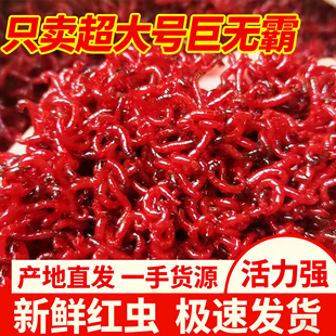 红虫活饵特大号鲜活红虫活饵冬天野钓鲫鱼大板鲫黑坑鲫鱼饵料鱼饵