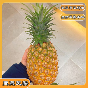 海南豆奶凤梨/有机豆奶发酵以后灌溉金钻凤梨植株培育出特殊风味