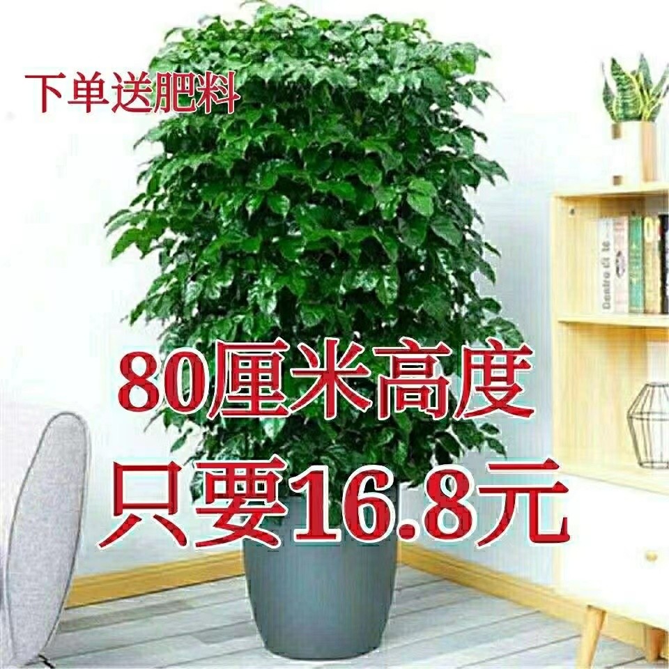 幸福树盆栽四季常绿好养植物